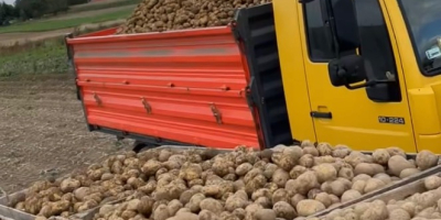 Hola, ofrezco una gran cantidad de papas de la