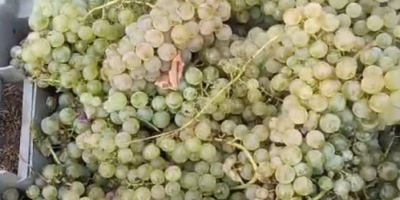 Variedad blanca autóctona "Plavaie" - Disponible 100.000 kg, azúcar