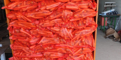 Ofrezco zanahorias frescas de granja a la venta. Nuestras