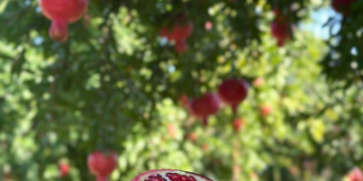 Fruta de origen único, del huerto a su mercado.