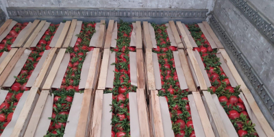 Fruta de origen único, del huerto a su mercado.