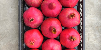 Fruta de origen único, del huerto a su mercado.