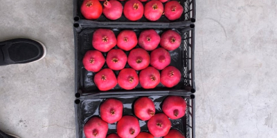 Fruta de origen único, del huerto a su mercado.