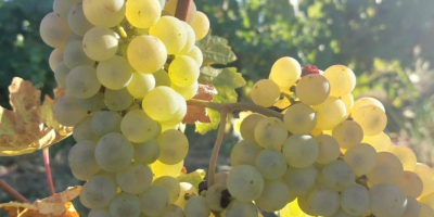Uvas para vino a la venta en el viñedo