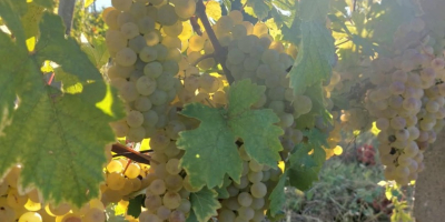 Uvas para vino a la venta en el viñedo