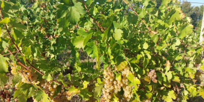 Uvas para vino a la venta en el viñedo