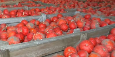 Venderé calabaza de Hokkaido de la variedad FlexiKuri. Cantidad: