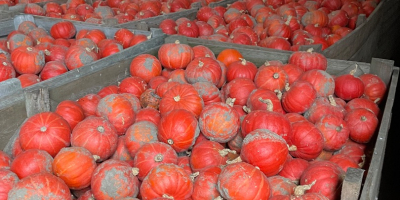 Venderé calabaza de Hokkaido de la variedad FlexiKuri. Cantidad: