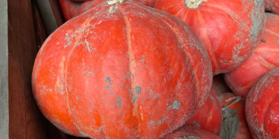 Venderé calabaza de Hokkaido de la variedad FlexiKuri. Cantidad:
