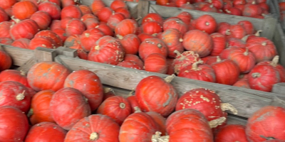 Venderé calabaza de Hokkaido de la variedad FlexiKuri. Cantidad: