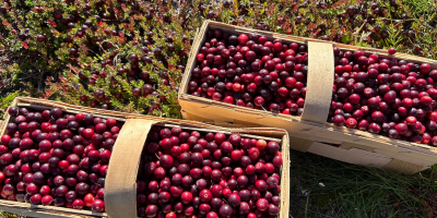 Venderé arándanos rojos de fruto grande, procedentes de la