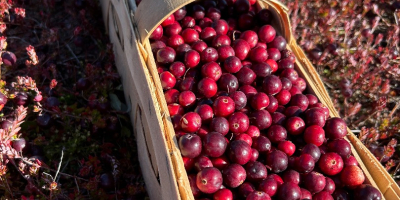 Venderé arándanos rojos de fruto grande, procedentes de la