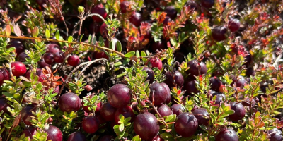 Venderé arándanos rojos de fruto grande, procedentes de la