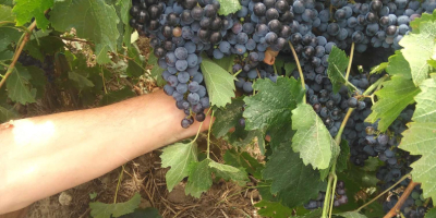 Uvas de clones franceses, ideales para obtener vinos de
