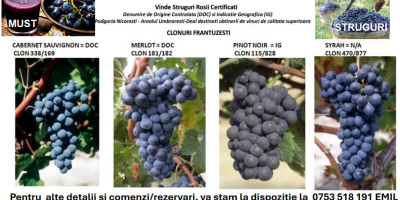 Uvas de clones franceses, ideales para obtener vinos de