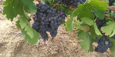 Uvas de clones franceses, ideales para obtener vinos de