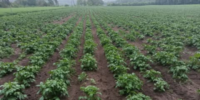 Vendo entre 40 y 50 toneladas de patatas comestibles