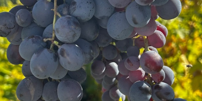 ¡Vendo uvas de Hamburgo para vino! Detalles y precio