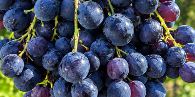 ¡Vendo uvas de Hamburgo para vino! Detalles y precio