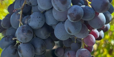 ¡Vendo uvas de Hamburgo para vino! Detalles y precio