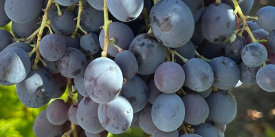 ¡Vendo uvas de Hamburgo para vino! Detalles y precio