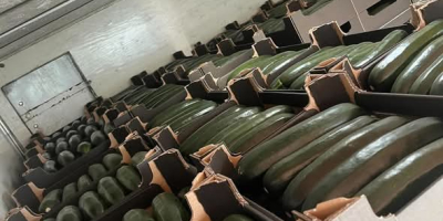 Calabacines en venta Cantidades por palé Posibilidad de cooperación