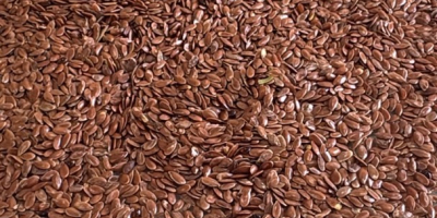 Aceite de linaza de origen kazajo disponible para exportación.