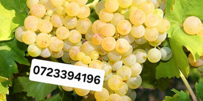 Vendo uvas para vino (sin despalillar, incluido en el