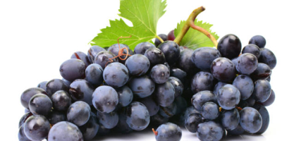 Vendo uvas para vino (sin despalillar, incluido en el