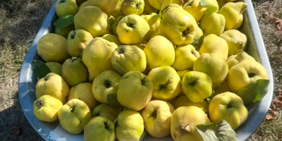 Vendo 500 kg de membrillo orgánico.