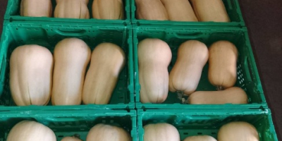 Hola. Tengo una calabaza butternut en venta. Para más