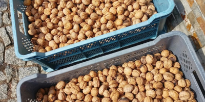 Vendo nueces frescas de la cosecha de este año,
