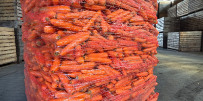 Vendo zanahorias comestibles, lavadas y de un color precioso.