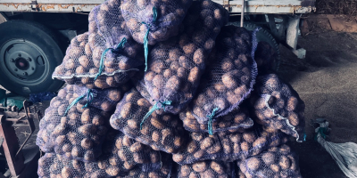 Papas Soraya, tamaño 55+. Ecológicas, sin fertilizantes. Somos una
