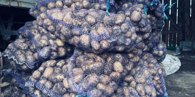 Papas Soraya, tamaño 55+. Ecológicas, sin fertilizantes. Somos una
