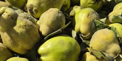 Venta de membrillos al por mayor. Si compra un