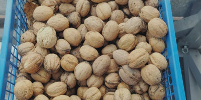 Los árboles de este año crecen alejándose de la