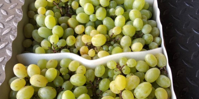 Venderé uvas para la industria, por ejemplo, para prensado,