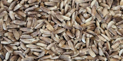 OFERTA Cardo mariano (Silybum) Producto: Cardo mariano (Silybum marianum)