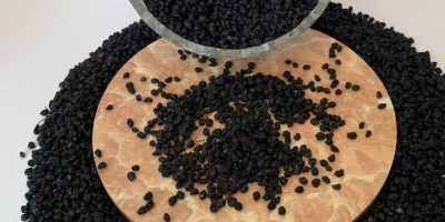 OFERTA: Saúco negro deshidratado Ofrecemos saúco negro deshidratado cuidadosamente