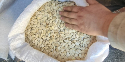 OFERTA: Calabaza sin cáscara Ofrecemos semillas de calabaza secas
