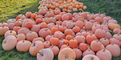 Venderé calabazas bambino, justynka