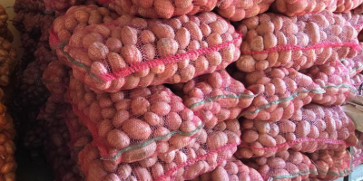 VENTA DE PAPAS BELLA ROSA – CALIBRE 55+ –