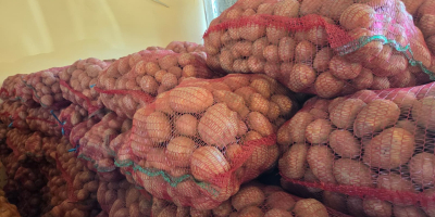 VENTA DE PAPAS BELLA ROSA – CALIBRE 55+ –