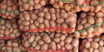 VENTA DE PAPAS BELLA ROSA – CALIBRE 55+ –