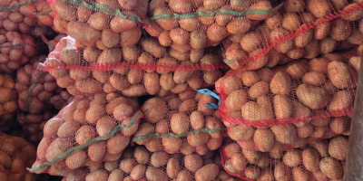 VENTA DE PAPAS BELLA ROSA – CALIBRE 55+ –