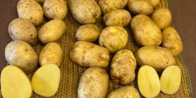 Ofrecemos papas de nuestra propia producción FITO, con la