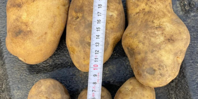 Ofrecemos papas de nuestra propia producción FITO, con la