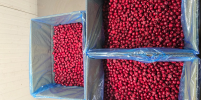 Cerezas ácidas sin hueso IQF 1 cl. Oblacinska