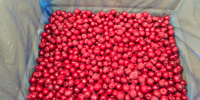 Cerezas ácidas sin hueso IQF 1 cl. Oblacinska